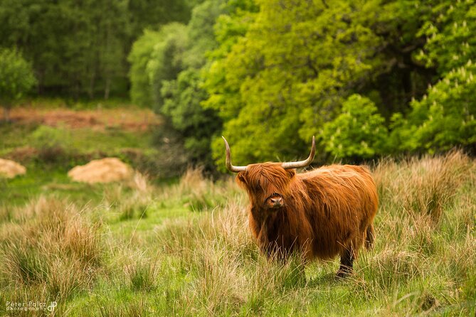 1-day Small Group Loch Ness Discovery Tour from Glasgow - The mini-coach, guide, and long hours on the road