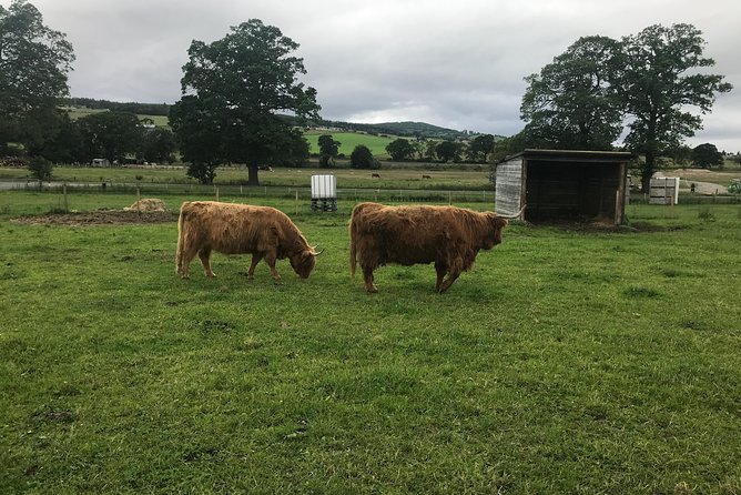 Culloden Battlefield, Clava Cairns and Loch Ness, Urquhart Castle - Clava Cairns: an ancient site with a quiet mood