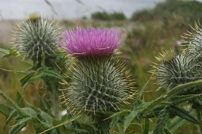Edinburgh City Centre and St Andrews Private Driving Day Tour - Key points to know before booking