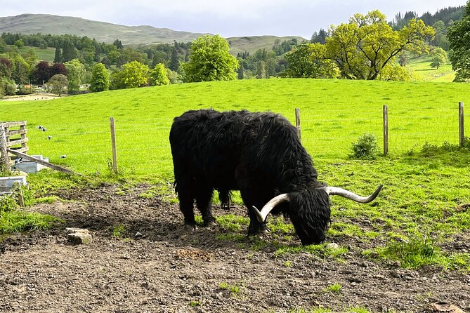 Edinburgh: Loch Ness, Glencoe & The Highlands - Fort William: the midday pause near Ben Nevis