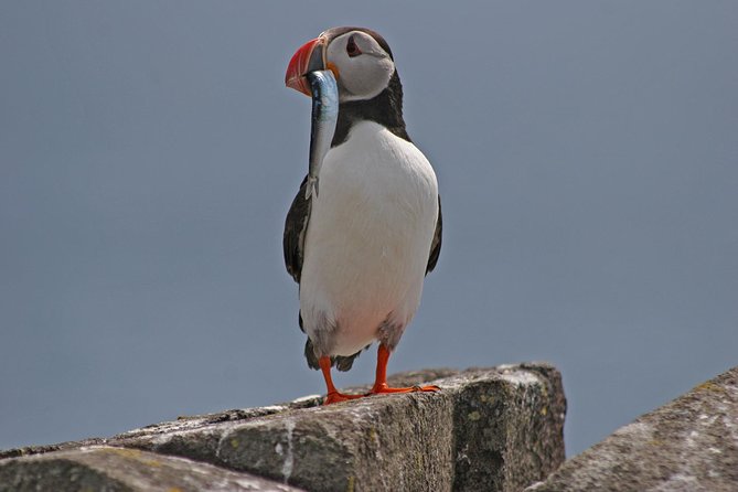Edinburgh Three Bridges Cruise - Access, weather, and cancellation details