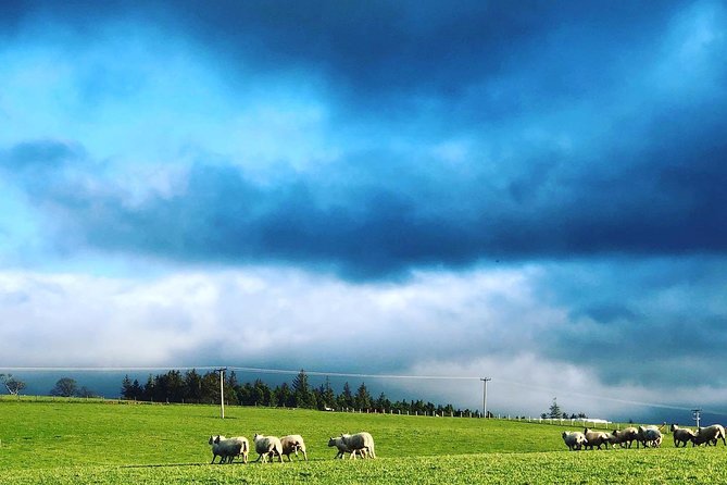 Farm Attraction - Highland Cows, Animal Feeding, Wholesome fun! - What happens at Jacksons At Jedburgh