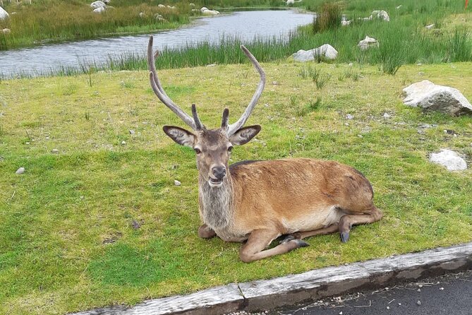 Fort William and Glencoe - A long road through the Highlands