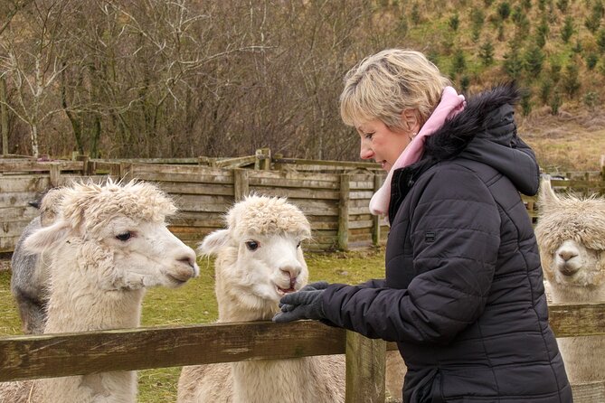 Fun and Educational Alpaca Experience in the Scottish Borders - What happens during the one-hour Meet-A-Paca