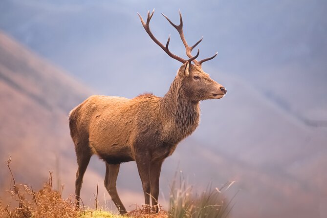Glasgow: Glencoe & Oban Privately Guided Day Tour in Luxury MPV - Kilchurn Castle on Loch Awe
