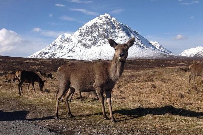 Glasgow: Loch Ness, Glencoe, and the Highlands Day Tour - The coach, group size, and comfort