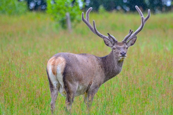 Glenaladale Cruise - Great for wizard spotting! - Glenfinnan Monument and Jacobite history