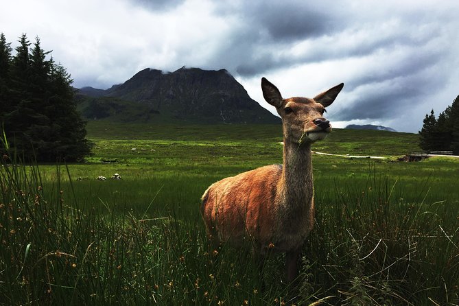 Glencoe & Highlands: Private Land Rover Tour - The value of $1,233.29 for up to six people