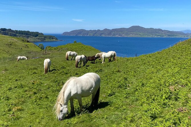 Guided Hebridean Farm Hike near Tobermory, Isle of Mull, Scotland - Walking onto The Fauld Farm near Tobermory