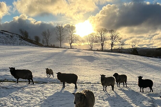 Guided Hebridean Farm Hike near Tobermory, Isle of Mull, Scotland - What the private format means for you