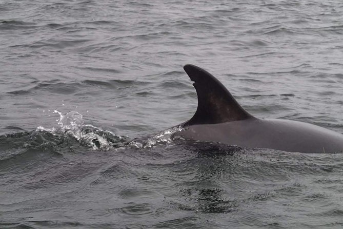 Half Day Private Hire - Gantocks Lighthouse and the Search for Seals