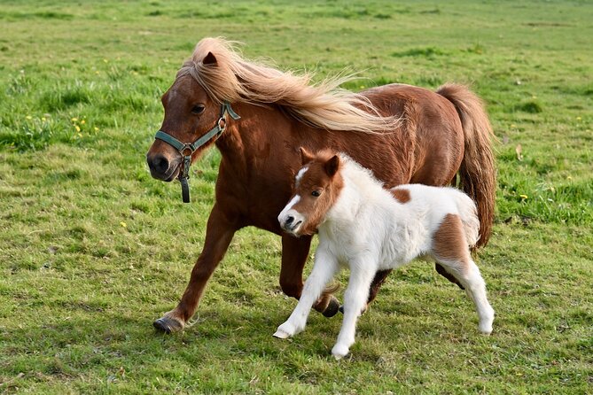 Half Day Private Tour with Puffins, Ponies and Past Shetland - Scalloway brings the story down to earth