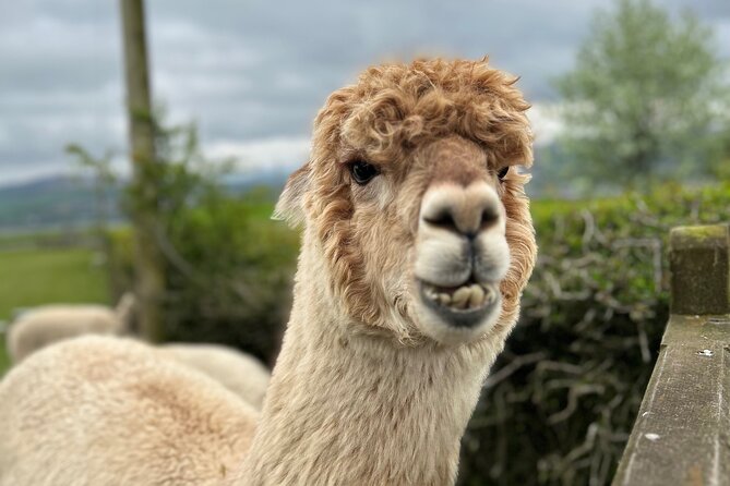 Highland Cows, Walk Alpacas & Scottish Wildlife Centre from Edin. - Key points to know before booking