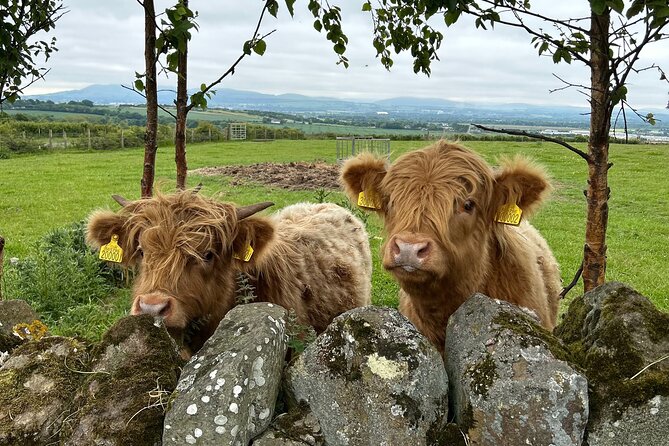 Highland Cows, Walk Alpacas & Scottish Wildlife Centre from Edin. - Meeting the Highland cows at Swanston Farm