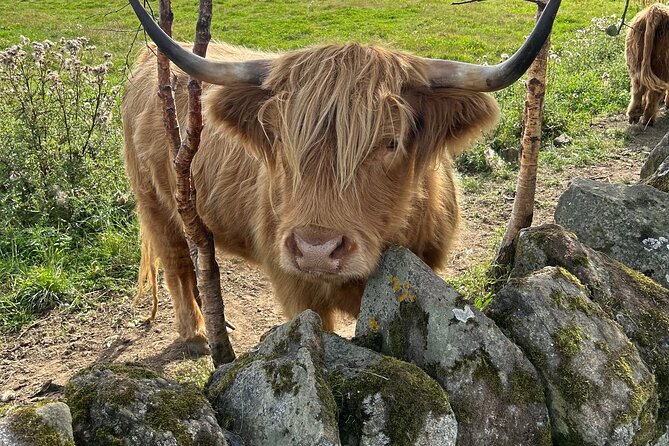 Highland Cows, Walk Alpacas & Scottish Wildlife Centre from Edin. - The castle and Highland Lowland crossing