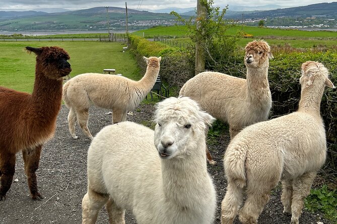 Highland Cows, Walk Alpacas & Scottish Wildlife Centre from Edin. - Two hours at the Scottish Deer Centre