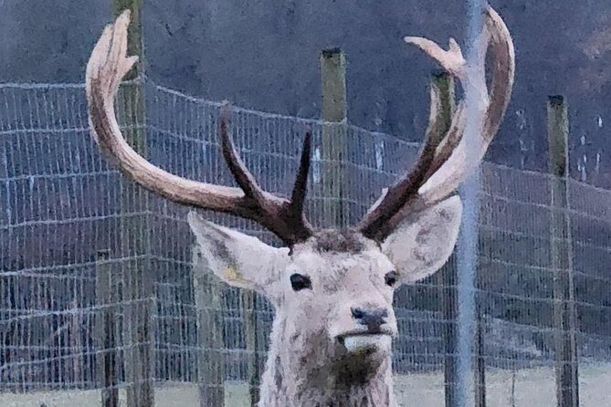 Highland Cows, Walk Alpacas & Scottish Wildlife Centre from Edin. - Families, weather, and the day’s pace