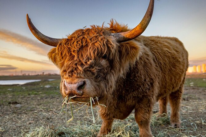 Highland Lochs & Castles Tour to Oban & Glencoe - Key points to know before booking