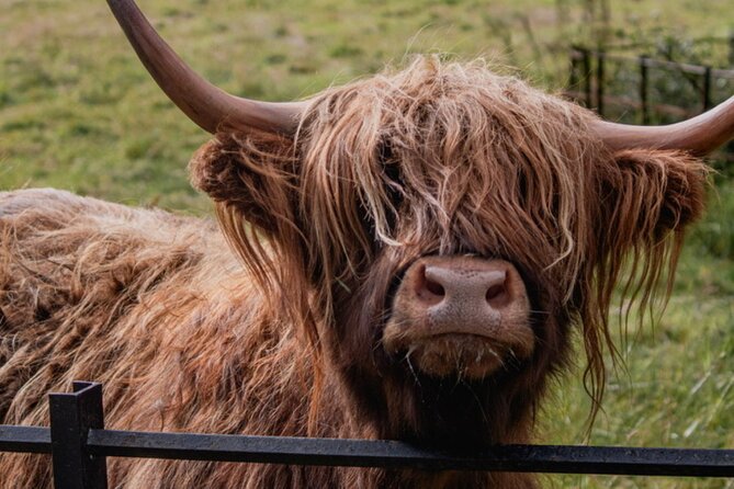 Highlands Cows Glencoe and Castles Private Tour from Glasgow - Glencoe and the Three Sisters