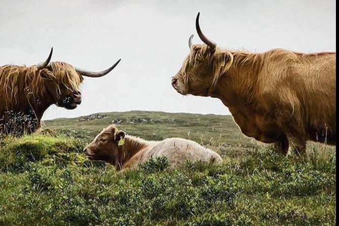 Highlands + Glencoe + Loch Ness Private Tour - Key points at a glance