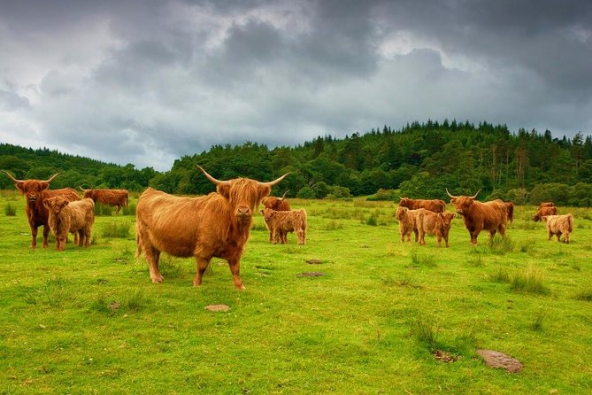 Highlights of Scotland Private Day Tour from Glasgow - A Big Scottish Day Without the Driving