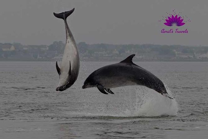 INVERGORDON PORT Tour Dunrobin, Dornoch & Distillery - A quick search for seals at Loch Fleet