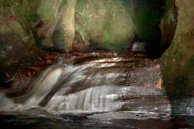 Join the Dark Side of Magical Nature - Following the head torches into the forest