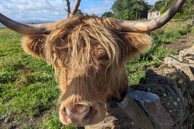 Loch Lomond, Highland Cows, Victorian Town, Castle Half-Day Tour - Why this private route works from Glasgow