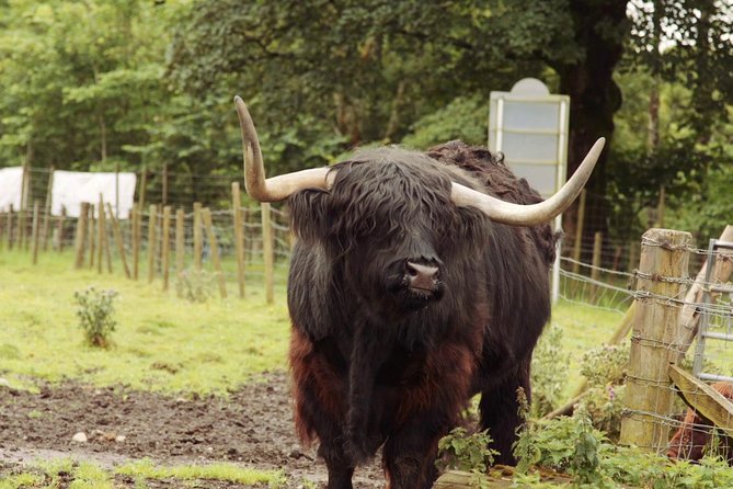 Loch Ness, Glencoe and The Scottish Highlands Tour from Edinburgh - The long road past Fort William