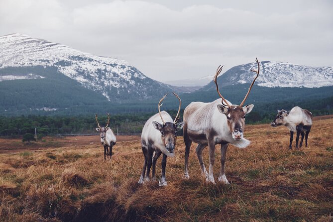 Private Cairngorm National Park tour - Highland Folk Museum and Outlander locations