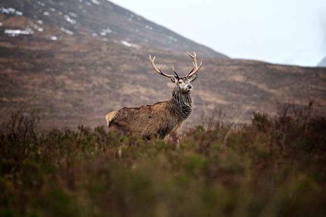 Private Glencoe Driving Tour from Edinburgh - Loch Tulla gives you the big Highland view