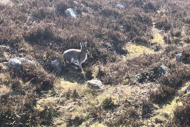 Private Guided Mountain Walking Experience in the Cairngorms - Wildlife, geology, and the quieter details