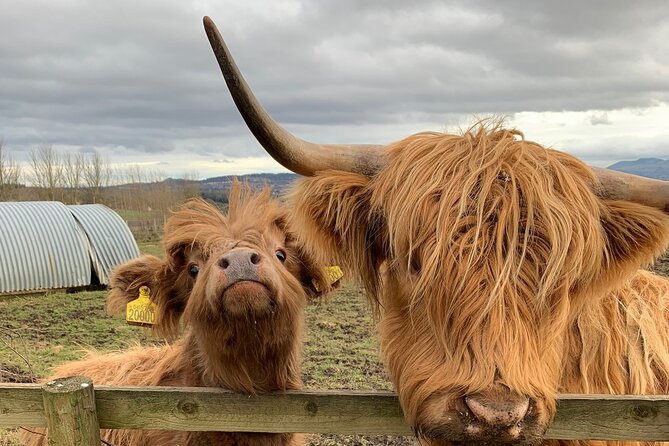 Private Tour Loch Lomond Stirling and the Kelpies from Glasgow - What your guide actually does