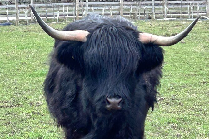 Private Tour of the Highlands, Glencoe and Castles from Stirling - Kilmahog and the Highland coos