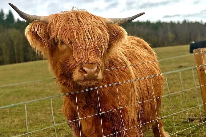 Scone Palace, Nature, Pitlochry, Whisky Experience from Edinburgh - Highland cows at Taste Perthshire