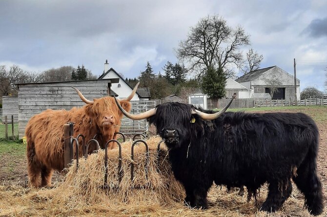 Scottish Whisky Distillery & Fairytale Dunrobin Castle - A north Highland day from Invergordon