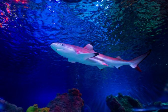 SEA LIFE Loch Lomond General Admission Ticket - What your admission includes at SEA LIFE Loch Lomond