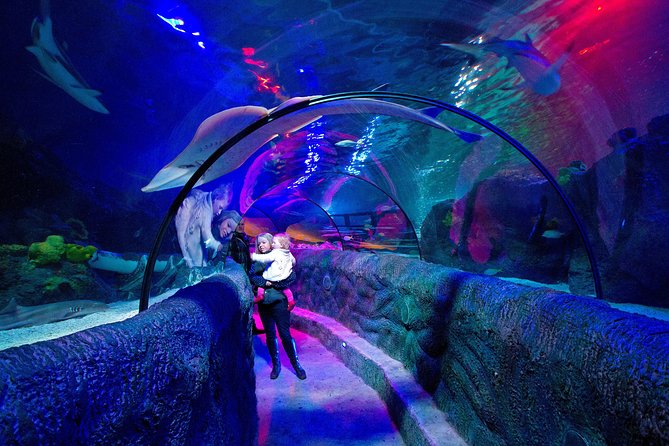 SEA LIFE Loch Lomond General Admission Ticket - Begin with lionfish and scorpionfish