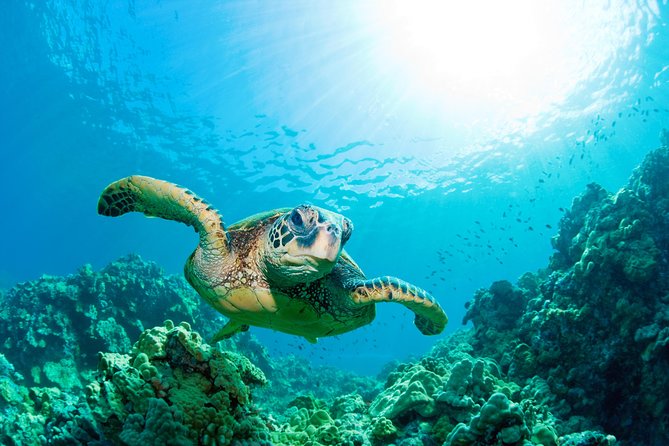 SEA LIFE Loch Lomond General Admission Ticket - Find clownfish, seahorses, and coral displays