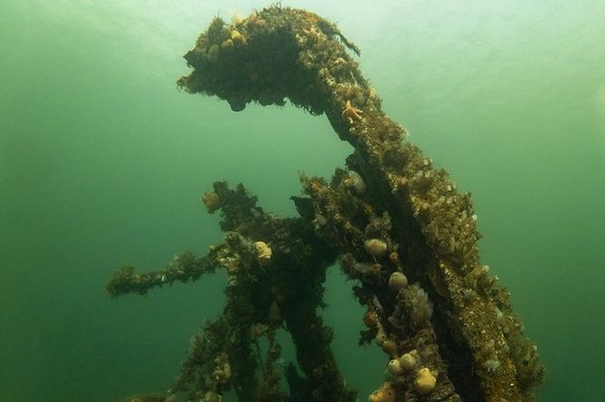 Shipwreck Hunters - Wildlife watching around the wreck