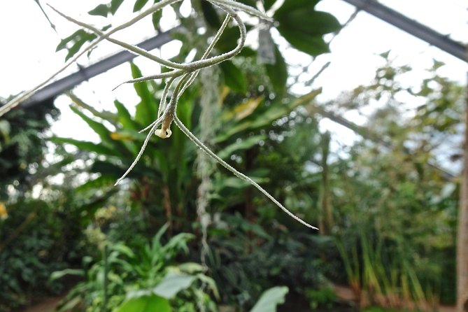 Skip-the-Line: Botanic Garden Entry Ticket - A calm botanical escape on Dundee’s edge