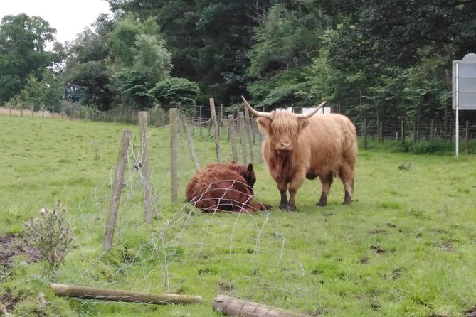 Stirling Castle, Hairy Coo's & The Trossachs - Bannockburn: Robert the Bruce on the battlefield