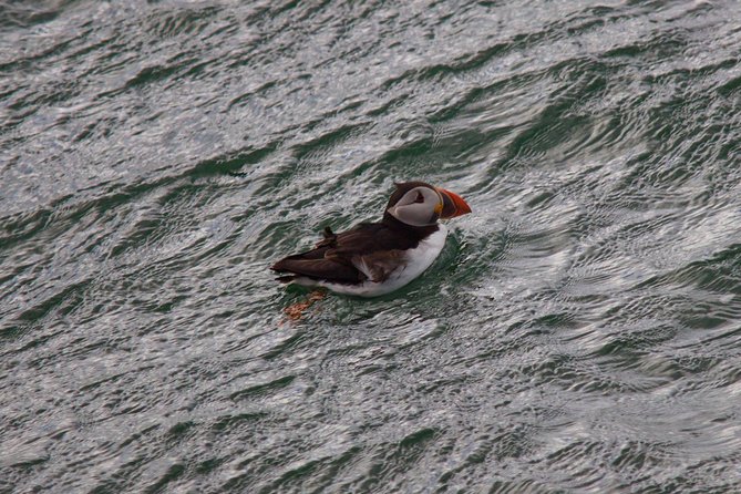 Stunning 90-Minute Firth of Forth Sightseeing Cruise Adventure - Wildlife watching on the Firth of Forth