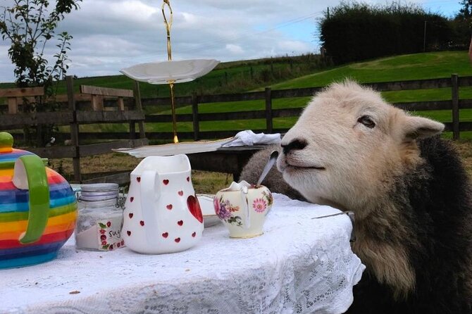 Tea with Naughty Sheep - Tea, sheep, and the Scottish countryside