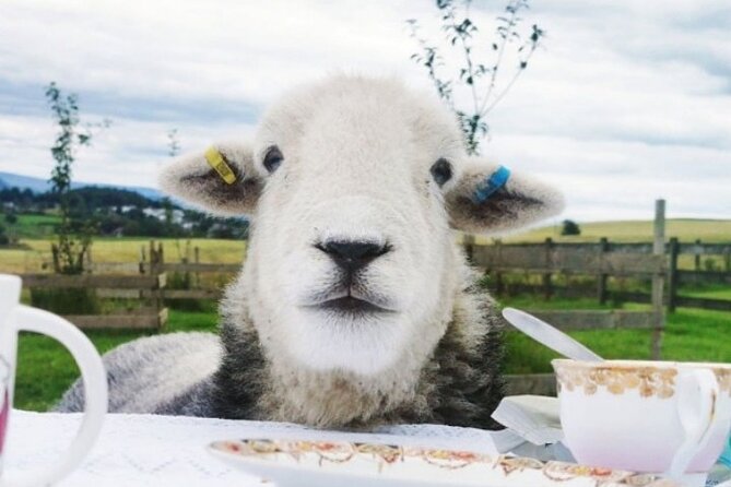 Tea with Naughty Sheep - What happens during the 1 hour 45 minutes