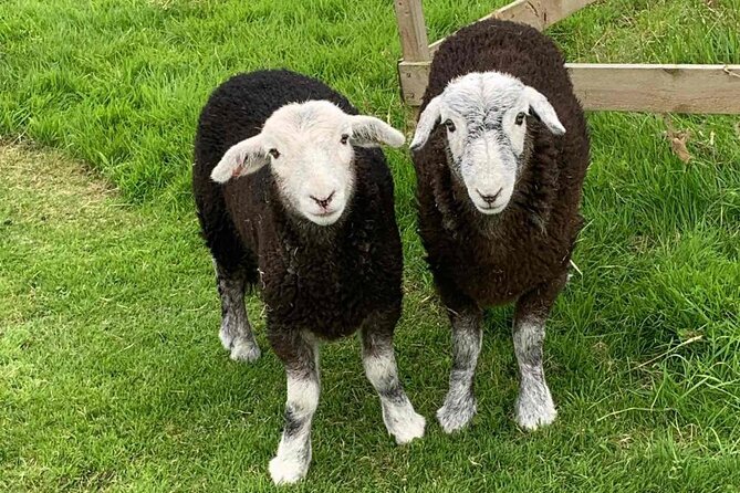 Tea with Naughty Sheep - Is $102.98 a fair price?