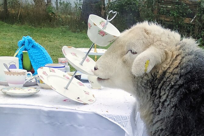 Tea with Naughty Sheep - Weather, clothing, and useful planning