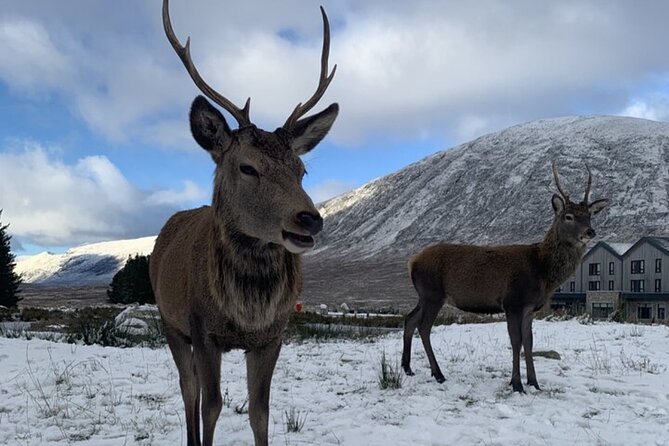 Ultimate Day tour Edinburgh: Glencoe, Highland Cows, Loch Lomond - Loch Lomond starts the scenic run