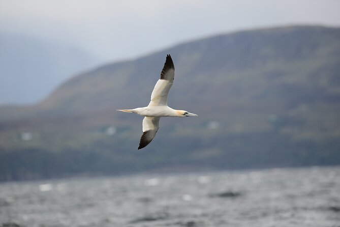 Wildlife Watching Safari by Vehicle & Walks / Photography workshops with a Guide - Plockton, shore watching, and the water