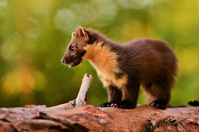 Wildlife Watching Safari by Vehicle & Walks / Photography workshops with a Guide - Food, hot drinks, and what to bring